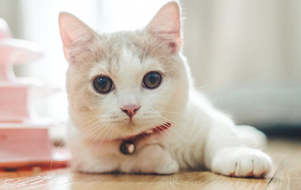 台北知名合法猫舍
